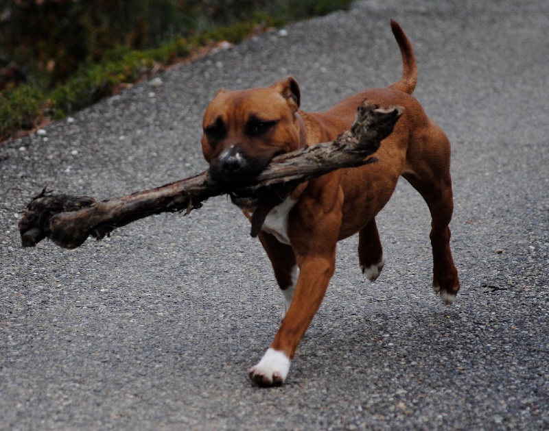 Publication : of Knightwood Oak Auteur : Brian