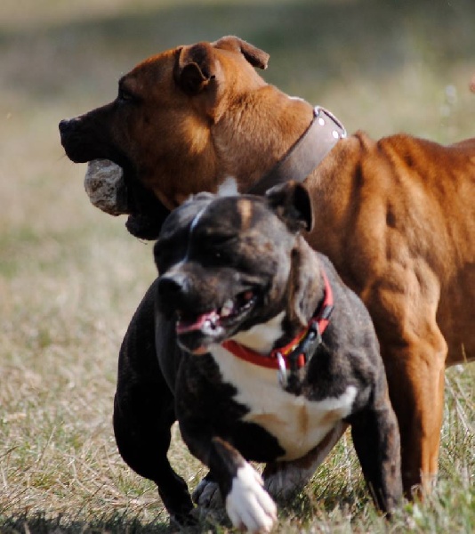 Publication : of Knightwood Oak Auteur : Brian