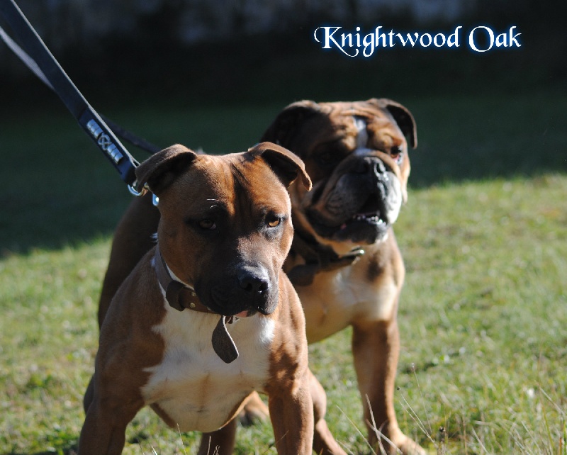 Publication : of Knightwood Oak Auteur : Brian