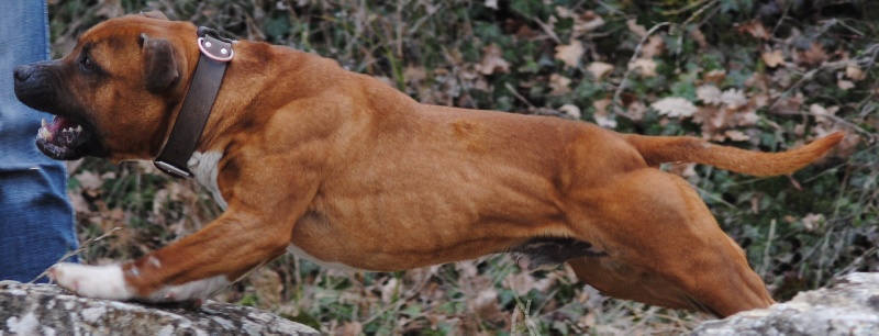 Publication : of Knightwood Oak Auteur : Brian