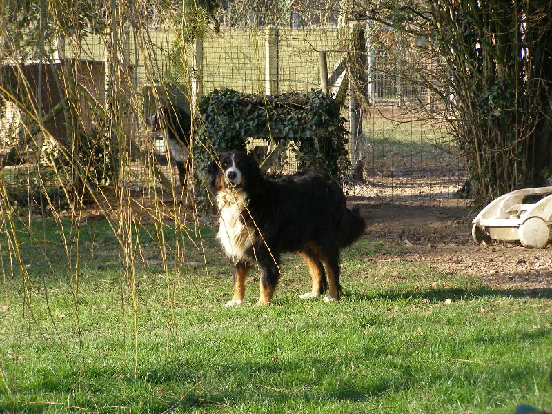 Publication : de Tachen Glaz Auteur : S. FOLIARD