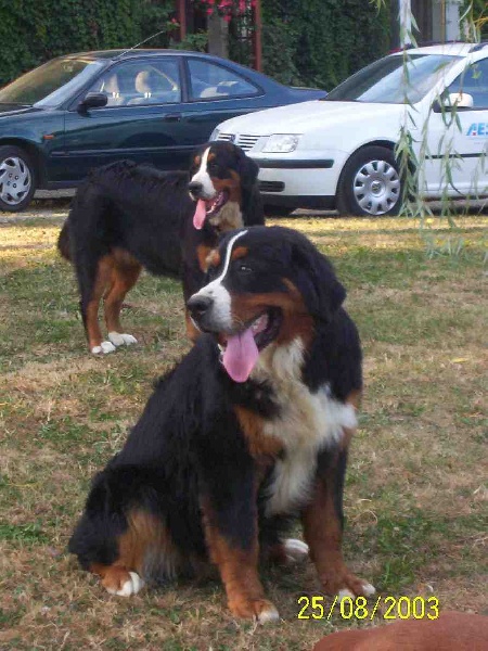 Publication : de Tachen Glaz Auteur : Stéphane FOLIARD