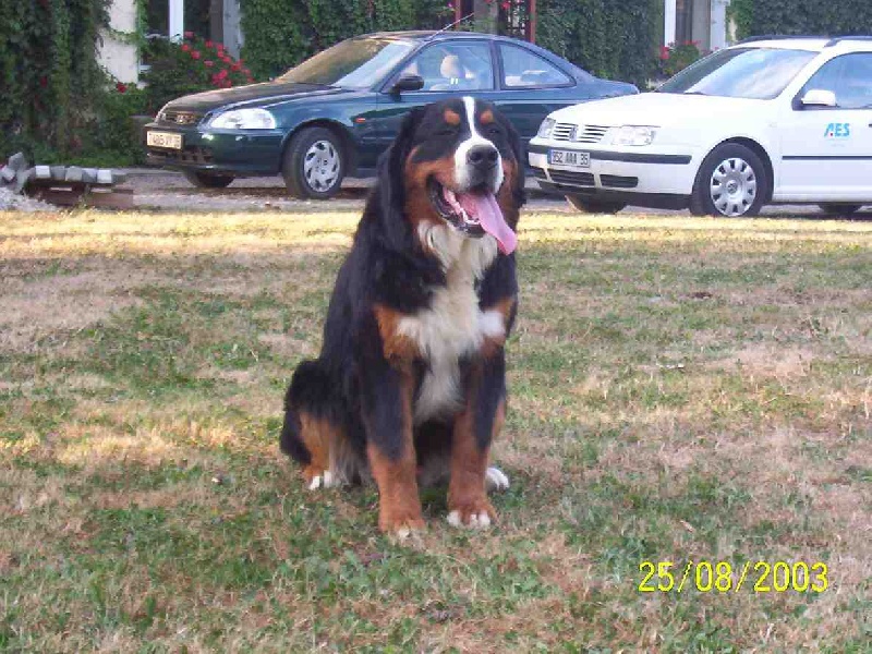 Publication : de Tachen Glaz Auteur : Stéphane FOLIARD