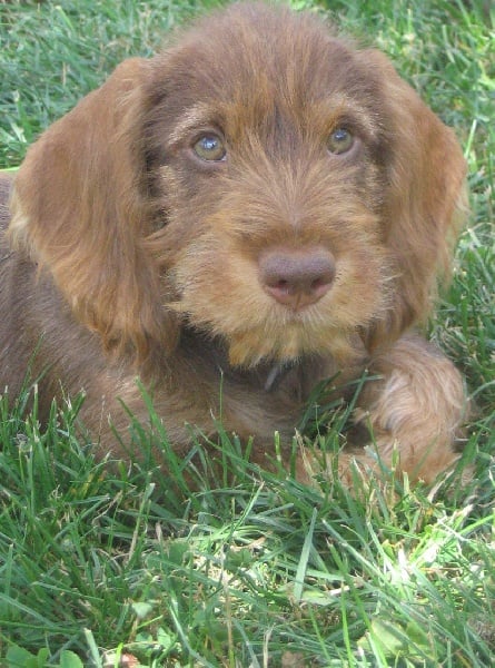 Demoiselle daisy la rouge du Domaine de la Veyssière