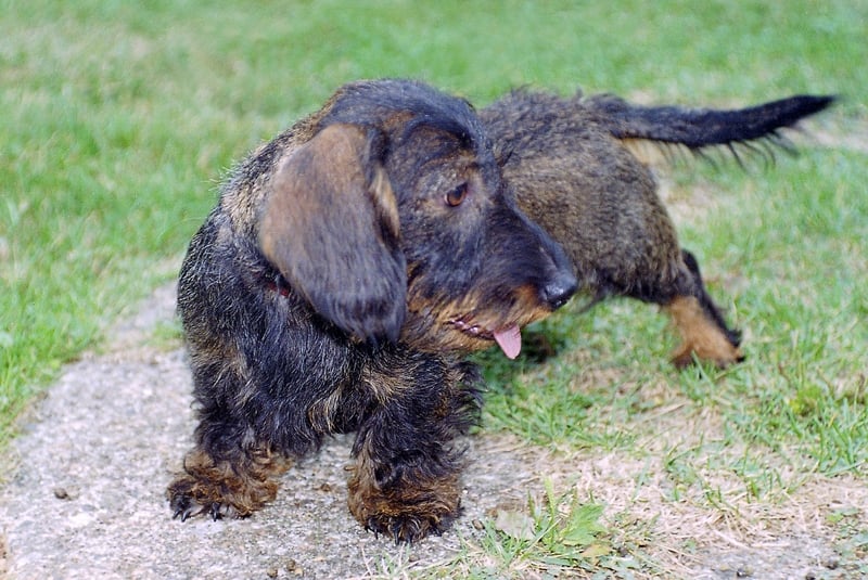 Câline (Sans Affixe)