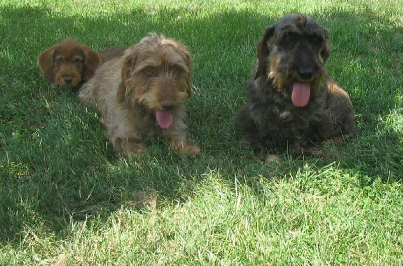 Demoiselle daisy la rouge du Domaine de la Veyssière