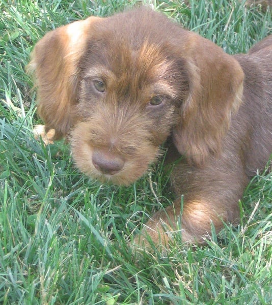 Demoiselle daisy la rouge du Domaine de la Veyssière