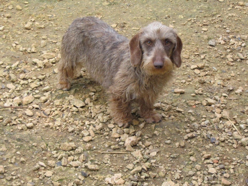 Carabosse la rouge du Domaine de la Veyssière