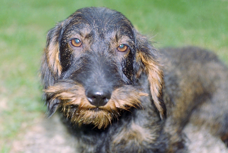 Câline (Sans Affixe)