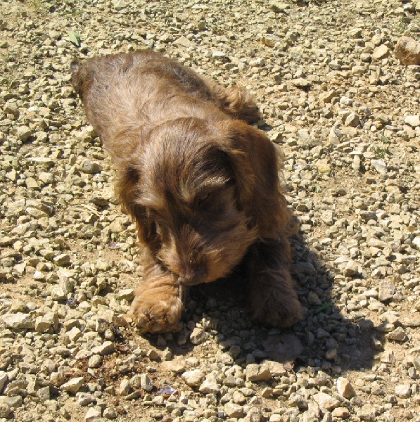 Carabosse la rouge du Domaine de la Veyssière