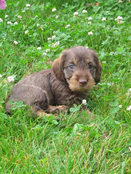 Carabosse la rouge du Domaine de la Veyssière