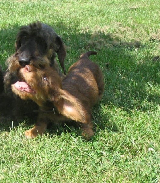 Demoiselle daisy la rouge du Domaine de la Veyssière