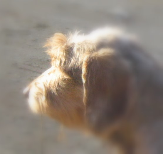 Carabosse la rouge du Domaine de la Veyssière