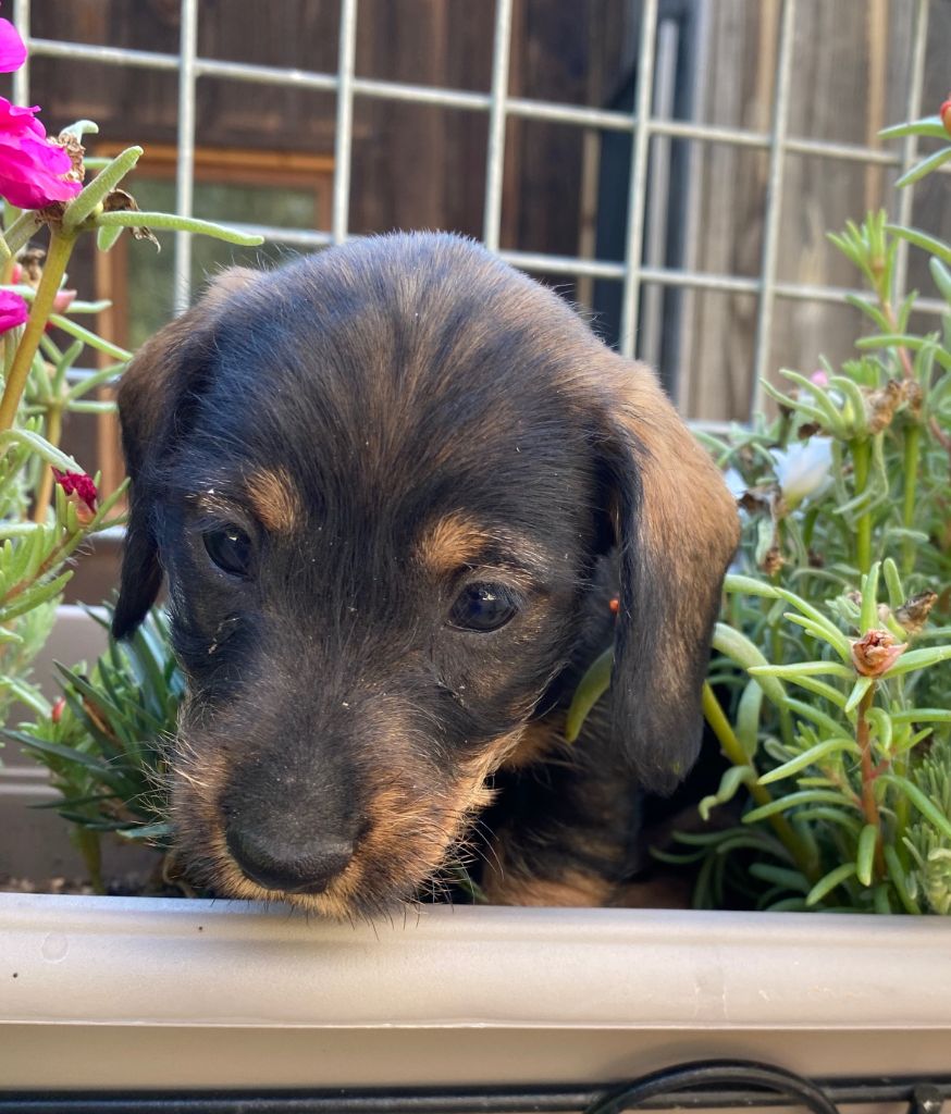 Rodolphe poil dur Nain sanglier
