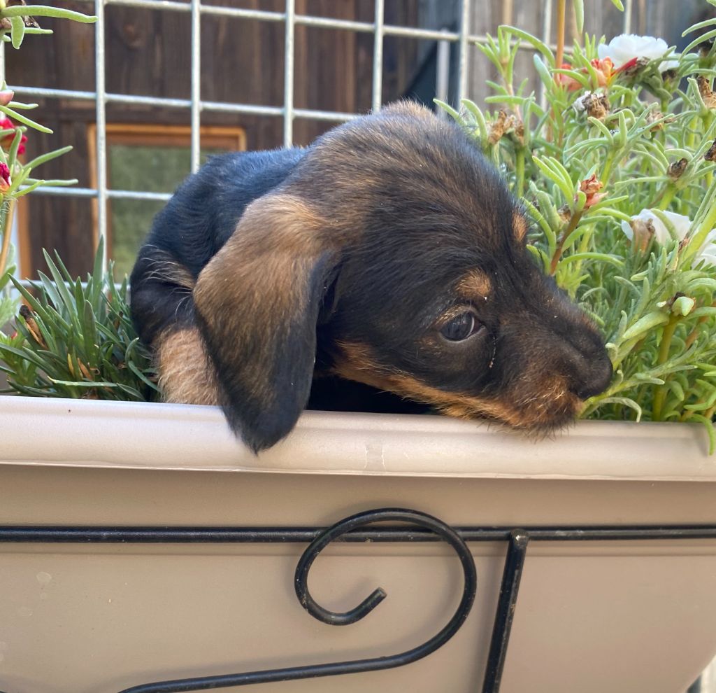 Rodolphe poil dur Nain sanglier