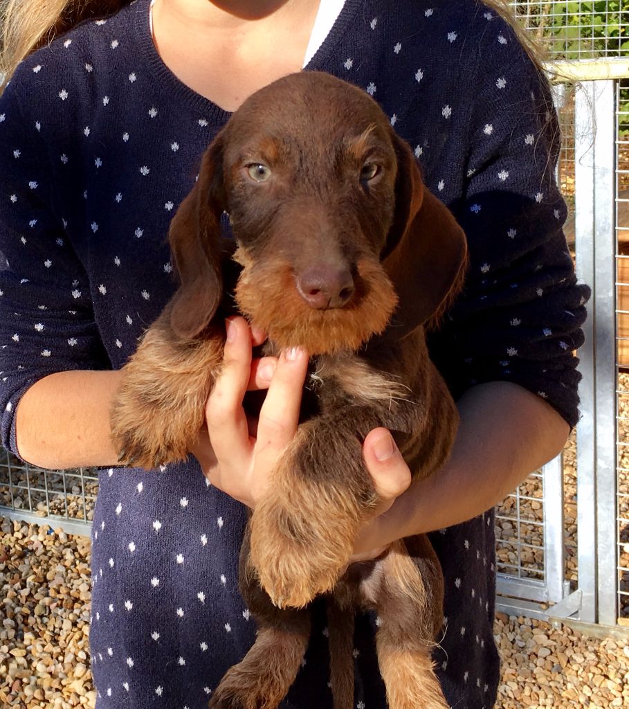 Chiot Elevage du Domaine de la Veyssière eleveur de chiens Teckel standard/nain/kaninchen