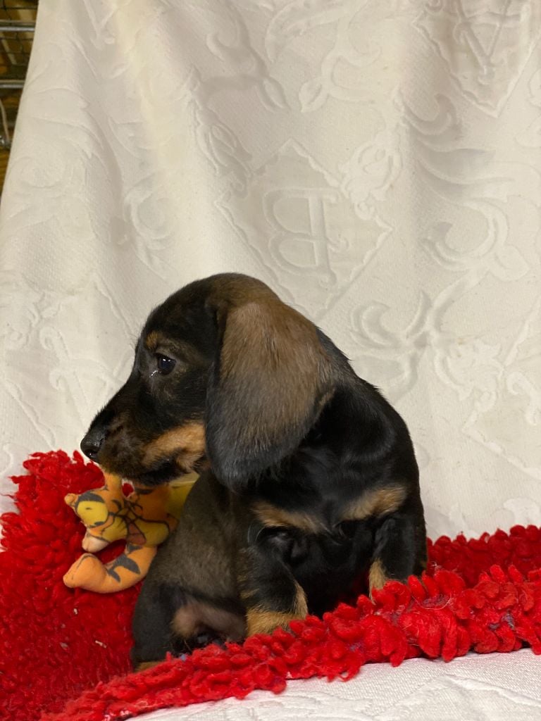 Romy - Nain ou Kaninchen Sanglier