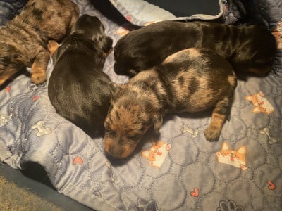 Les chiots de Teckel poil dur