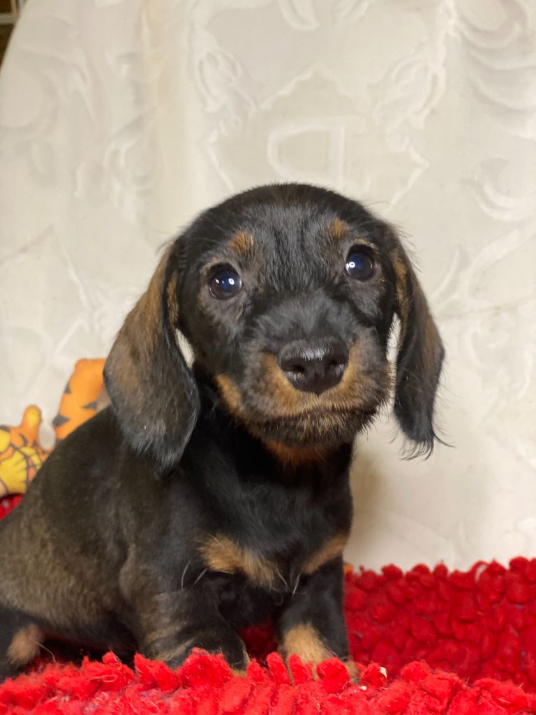 Romy - Nain ou Kaninchen Sanglier