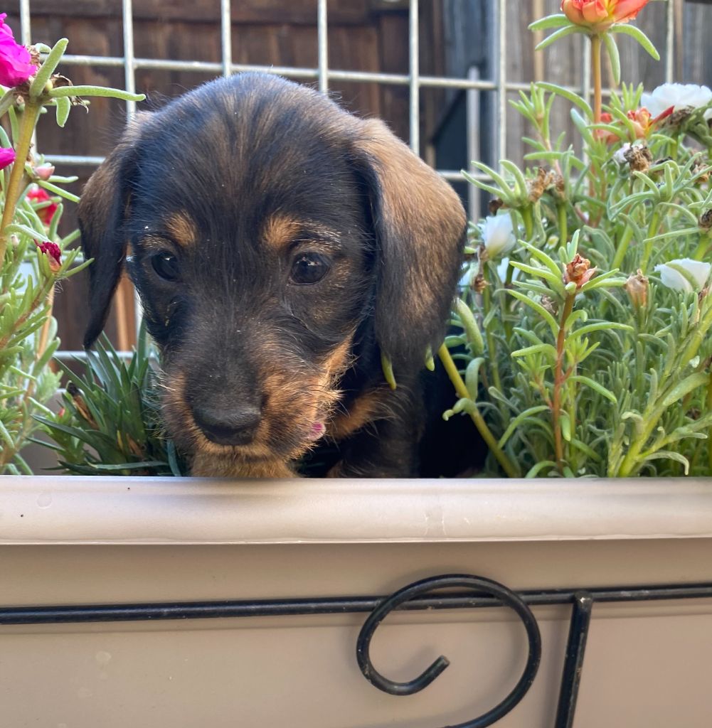 Rodolphe poil dur Nain sanglier