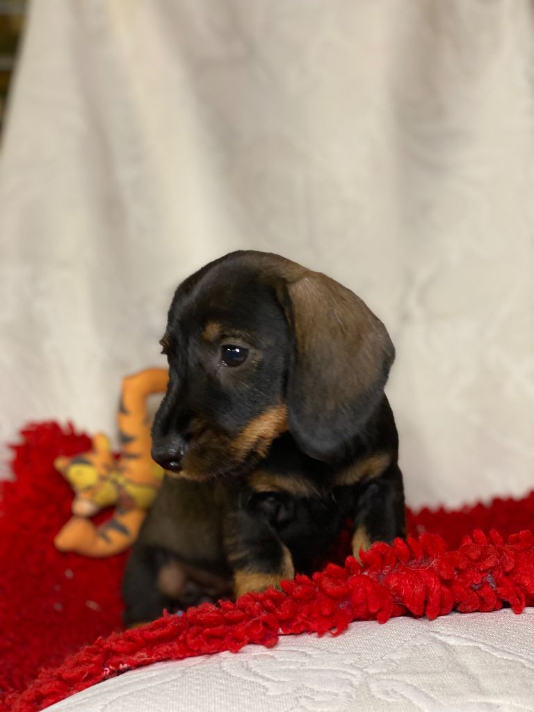 Romy - Nain ou Kaninchen Sanglier