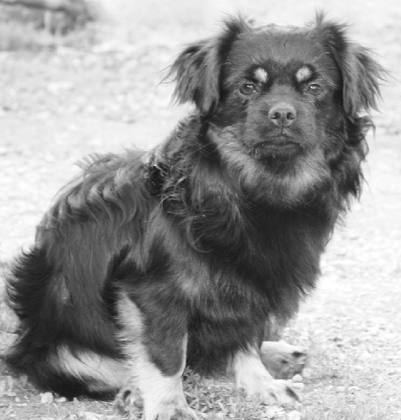 Ek-ram du Grand Cougnot