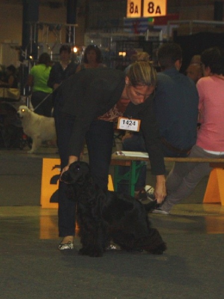 Love story modus vivendi - 1er exc Champion Jeune du Luxembourg