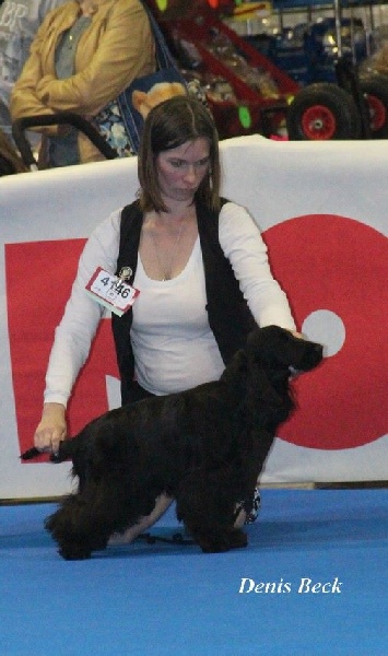 Love story modus vivendi - BEST PUPPY MALE BLACK OF DAY