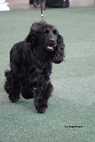 Love story modus vivendi - TB 1 Classe Intermédiaire