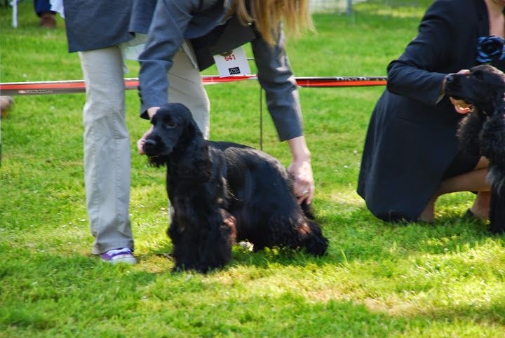 Love story modus vivendi - 1er exc classe inter CACS