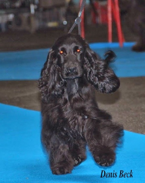 Love story modus vivendi - Très prometteur en classe Puppy