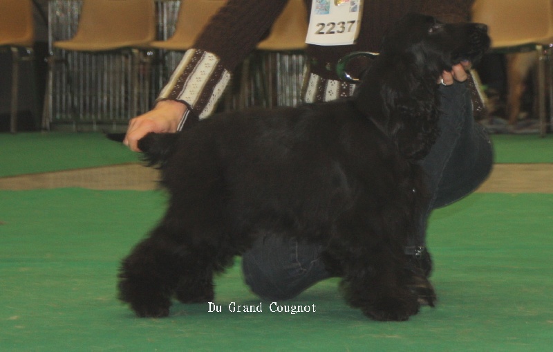 Love story modus vivendi - Prometteur en classe Puppy