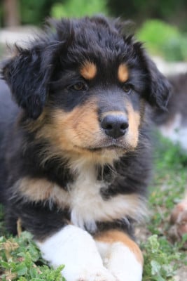 Les chiots de Berger Australien