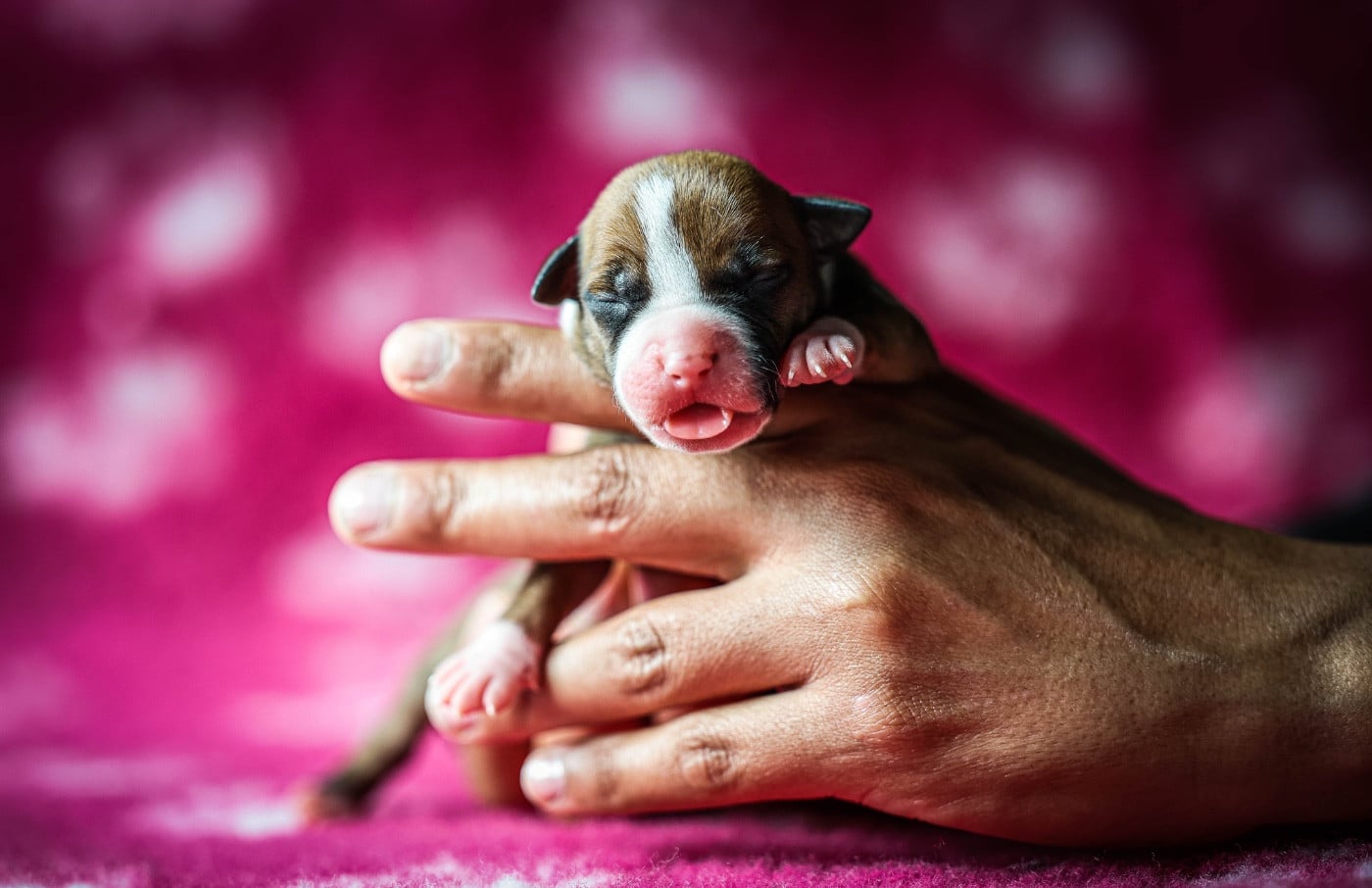 Betsy Secret Lady