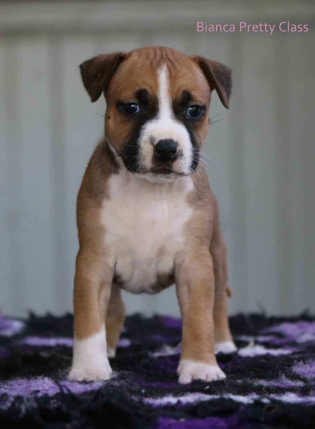 Becca pretty class - American Staffordshire Terrier