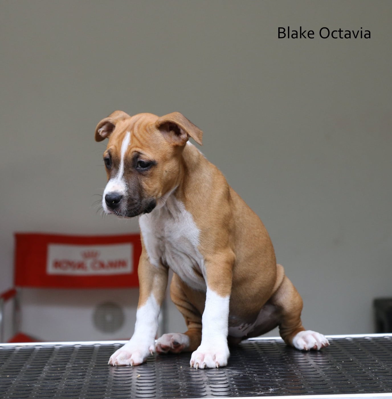 Blake Octavia - American Staffordshire Terrier