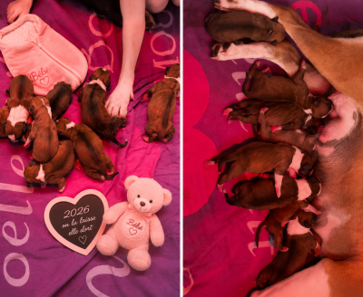 Les chiots de American Staffordshire Terrier