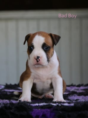 Les chiots de American Staffordshire Terrier