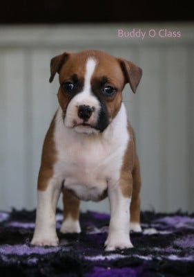 Les chiots de American Staffordshire Terrier