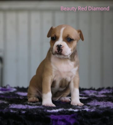 Les chiots de American Staffordshire Terrier