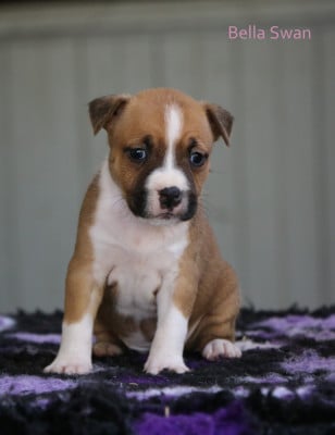 Les chiots de American Staffordshire Terrier