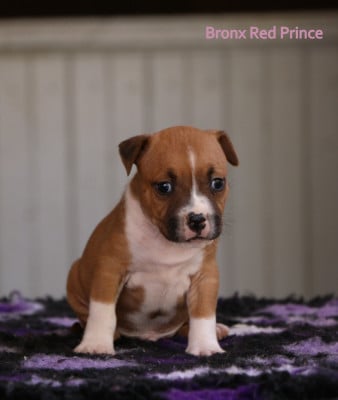 Les chiots de American Staffordshire Terrier