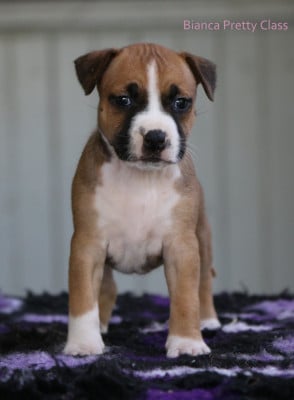 Les chiots de American Staffordshire Terrier
