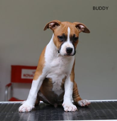 Best man legend dit Buddy - American Staffordshire Terrier