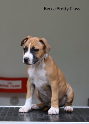 Becca pretty class - American Staffordshire Terrier