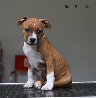 Bronx red prince - American Staffordshire Terrier