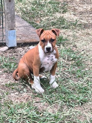 Les chiots de American Staffordshire Terrier