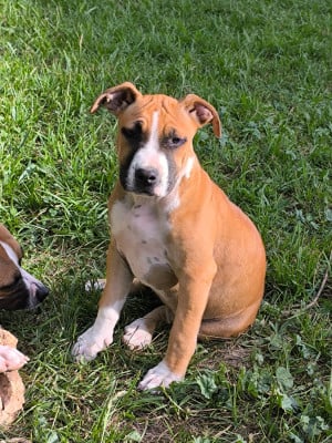 Les chiots de American Staffordshire Terrier
