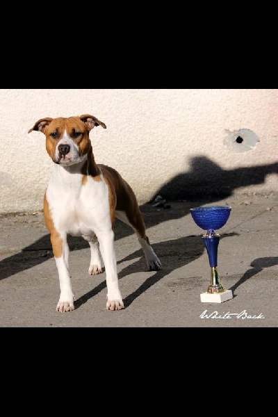 CH. carmichael's Showbizz girl dite letty - 3 Excellent /13