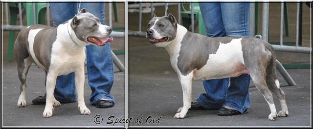 Venus dite viska (Sans Affixe) - 1 er Excellent RCACS